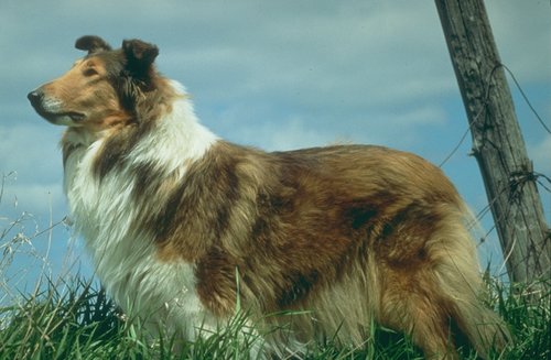 This is a very pretty .. Animals - Dogs, Cats - 